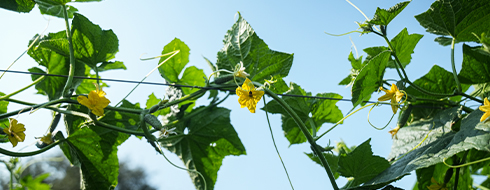 gherkin agriculture